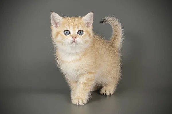 Schottische Kurzhaarkatze auf farbigen Hintergründen — Stockfoto