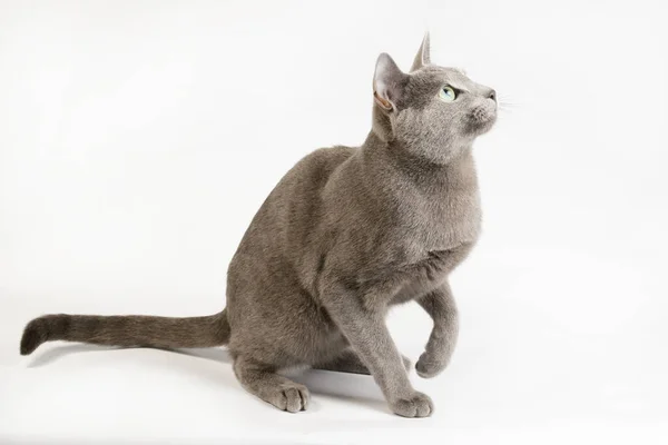 Studiofotografie Einer Russischen Blauen Katze Auf Farbigen Hintergründen — Stockfoto