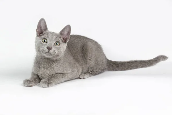 Estudio Fotografía Gato Azul Ruso Sobre Fondos Color — Foto de Stock