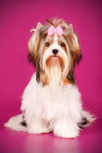 Stüdyo fotoğrafçılığı için bir Biewer Yorkshire Terrier renkli arka plan üzerinde
