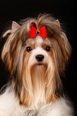 Stüdyo fotoğrafçılığı için bir Biewer Yorkshire Terrier renkli arka plan üzerinde