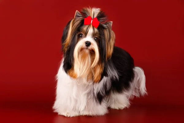 Photographie Studio Biewer Yorkshire Terrier Sur Fond Coloré — Photo