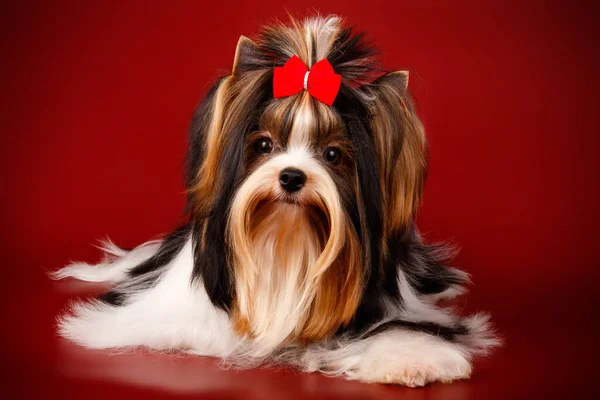 Photographie Studio Biewer Yorkshire Terrier Sur Fond Coloré — Photo