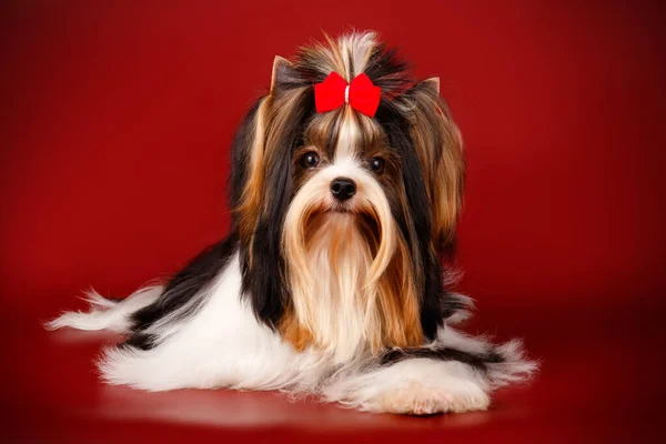 Photographie Studio Biewer Yorkshire Terrier Sur Fond Coloré — Photo