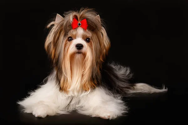 Photographie Studio Biewer Yorkshire Terrier Sur Fond Coloré — Photo