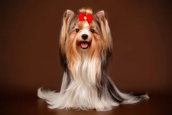 Photographie Studio Biewer Yorkshire Terrier Sur Fond Coloré — Photo