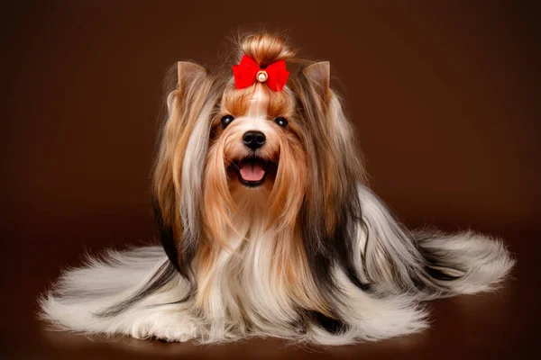 Studio Fotografii Biewer Yorkshire Terrier Kolorowe Tło — Zdjęcie stockowe