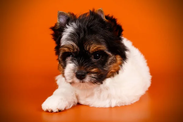 Studiofotografering Biewer Yorkshire Terrier Färgad Bakgrund — Stockfoto