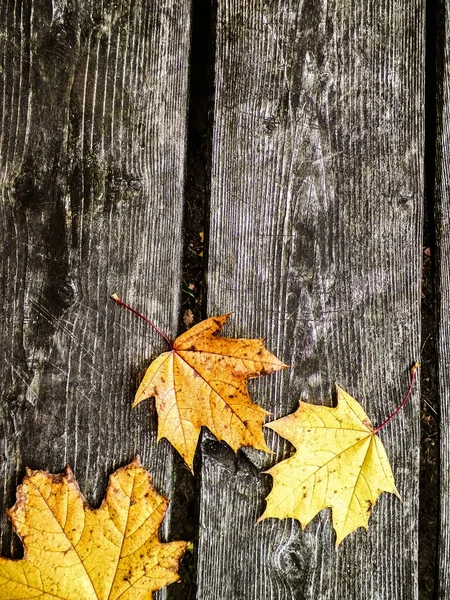 Hojas Amarillas Otoño Sobre Tabla Madera Como Fondo Natural Copiar — Foto de Stock