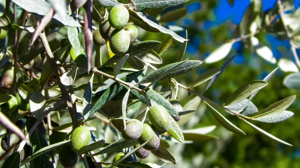 Zeytin ağacının dalındaki yeşil zeytinleri kapatın. Tarım kavramı.
