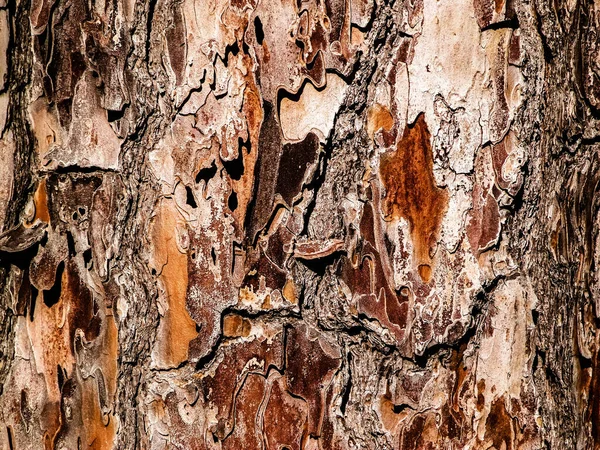 Ağaç Kabuğu Doğal Bir Arka Plan Ağaç Gövdesi Boşluğu Kopyala — Stok fotoğraf
