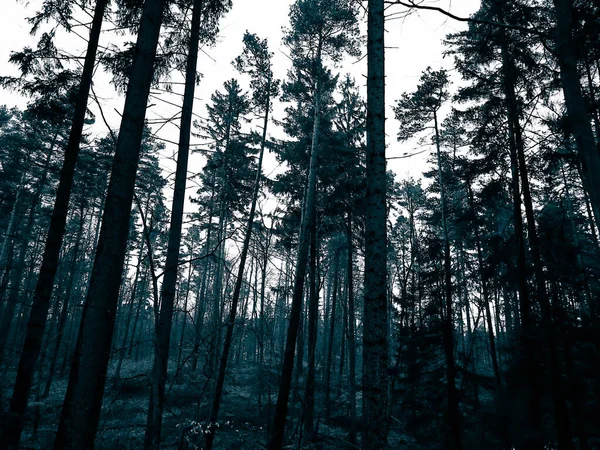 Het Bos Ontwaakt Weer Wintervakantie Lentezon Breekt Door Bomen Poolse — Stockfoto