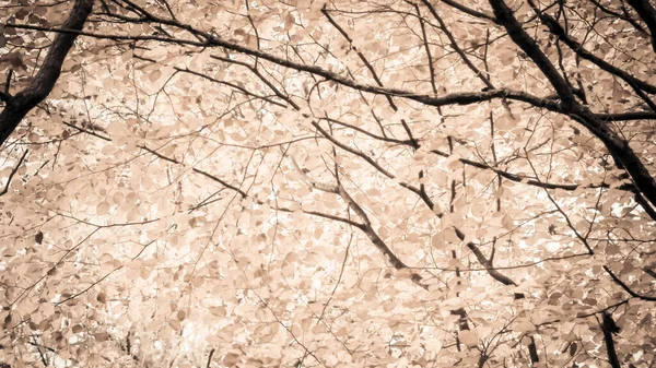 Äste Herbstlicher Bäume Als Hintergrund Der Natur Goldener Herbst Kopierraum — Stockfoto