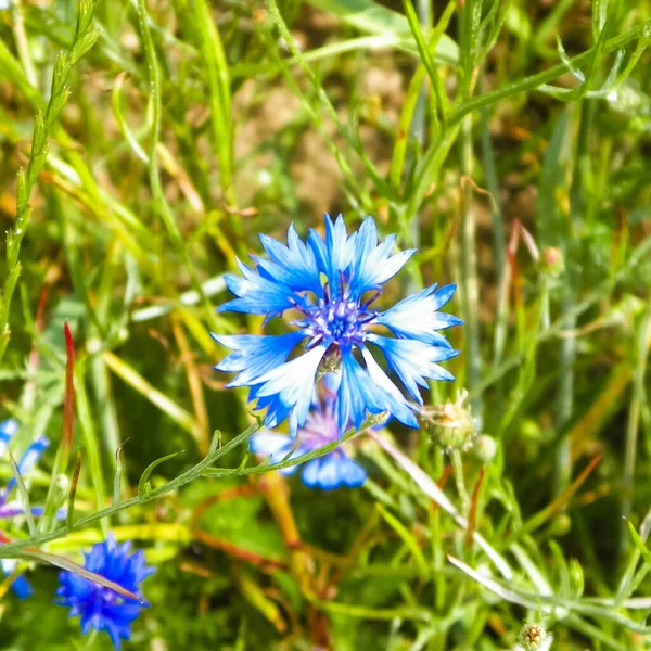 Prairie Avec Des Fleurs Iris Comme Fond Nature Concept Nature — Photo