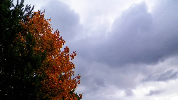 First Days Autumn Orange Color Tree Kashubian Region Poland Nature — Stock Photo, Image