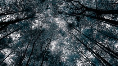 Doğanın arka planı olarak sonbahar ormanı ağaçları. Altın sonbahar, kopyalama alanı. BW filtre tonu