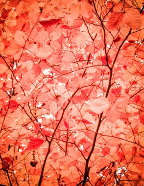 Sonbahar ağaçlarının dalları doğal arka plan olarak. Altın sonbahar, kopyalama alanı. Kırmızı soyut filtre tonu.