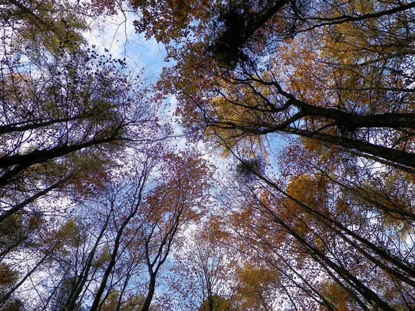 Wald Herbstliche Bäume Vor Blauem Himmel Goldener Herbst Kopierraum Abstrakter — Stockfoto