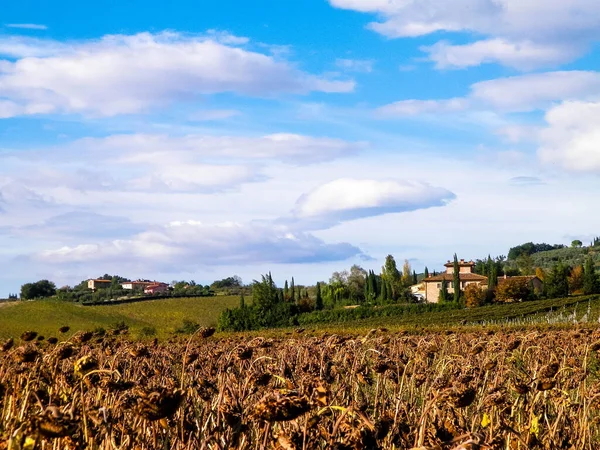 Outono Toscana Campo Girassóis Secos Natureza Agricultura Conceito — Fotografia de Stock