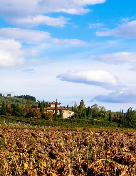 Otoño Toscana Campo Girasoles Secos Concepto Naturaleza Agricultura — Foto de Stock