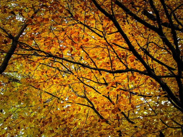 Branches Yellow Leaves Nature Background Golden Autumn Forest Copy Space — Stock Photo, Image