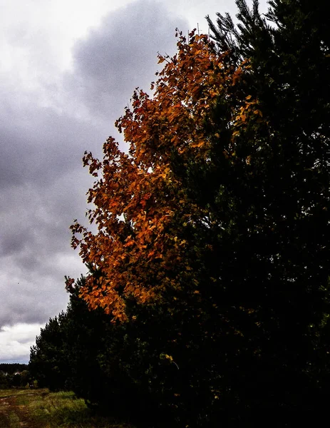 Premiers Jours Automne Arbre Couleur Orange Région Kashubian Pologne Concept — Photo