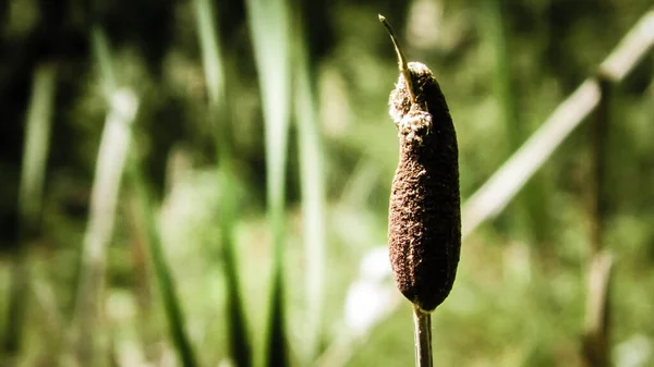 Primer Plano Planta Typha Naturaleza Del Bosque Tuchola Región Kashubian —  Fotos de Stock