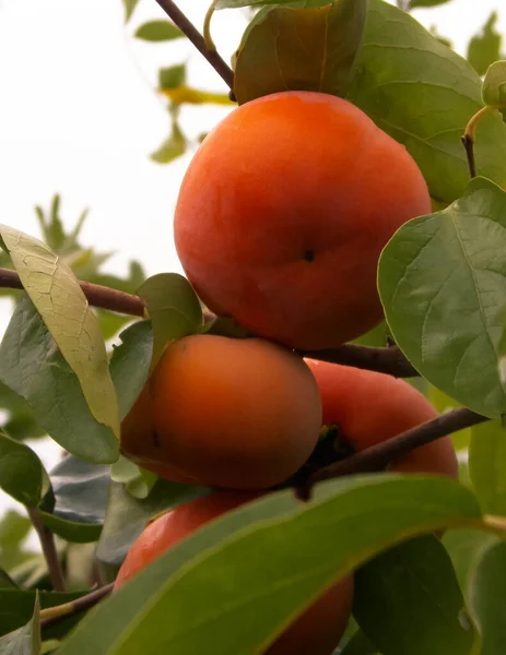 紧贴在树枝上的橙黄色卡其果 自然和农业概念 — 图库照片