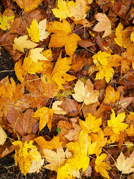 Żółte Jesienne Liście Jako Tło Natury Złota Jesień Przestrzeń Kopiowania — Zdjęcie stockowe