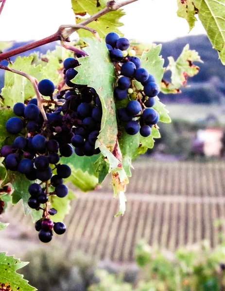 Großaufnahme Von Traubenfrüchten Weinstock Landwirtschaft Und Naturkonzept Kopierraum — Stockfoto