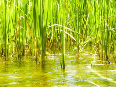 Göl suyundaki Typha tesisine yaklaş. Göl suyunda boşluk kopyala.
