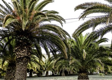 Haria 'da Palms, Lanzarote, Kanarya Adaları. Haria 'ya 