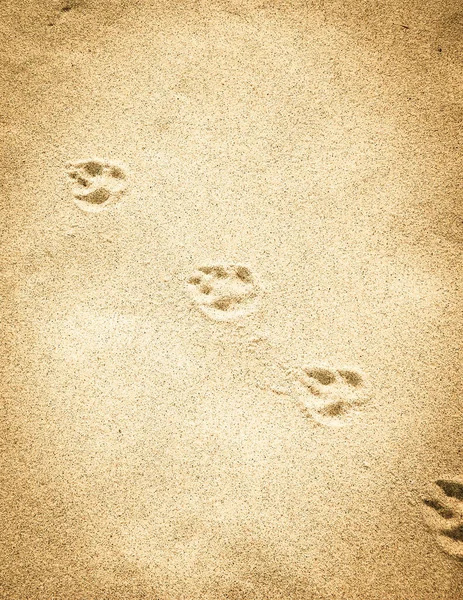 Fox Paw Prints Sand Nature Background Copy Space — Stock Photo, Image