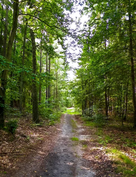 緑の森への道 夏の森の風景 ポーランド北部の自然 旅と自然概念 — ストック写真