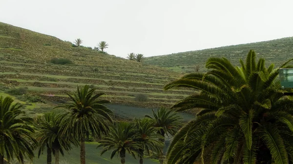 Haria Palms Lanzarote Kanarya Adaları Haria Binlerce Palmiye Şehri Adı — Stok fotoğraf