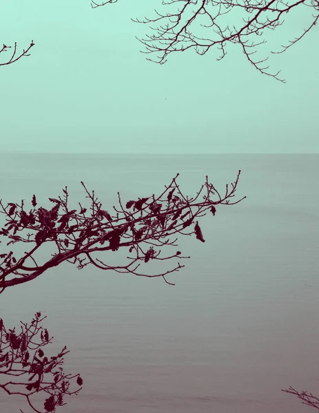 Streszczenie Zdjęcia Jesiennej Gałęzi Morza Bałtyckiego Jako Tła Natury Streszczenie — Zdjęcie stockowe
