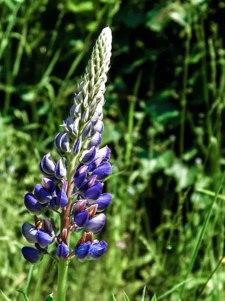 蓝色丁香花的特写 Lupinus 波兰自然 — 图库照片