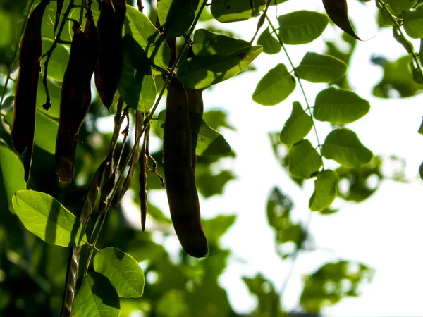 Close Robinia Pseudoacacia Tree Pods Robinia Pseudoacacia Commonly Known Black — Stock Photo, Image