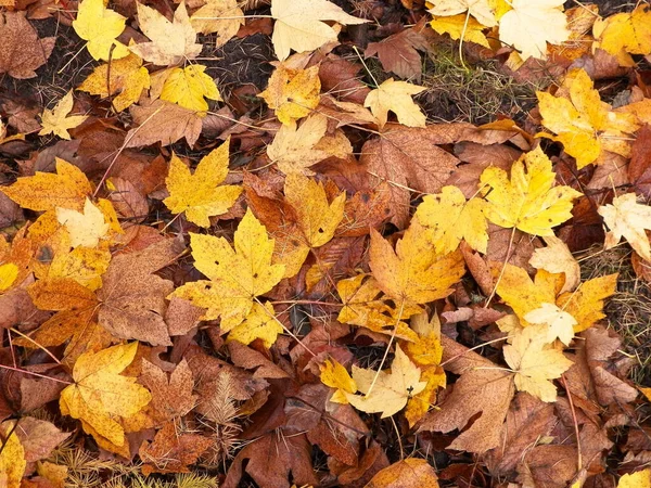 Żółte Jesienne Liście Jako Tło Natury Złota Jesień Przestrzeń Kopiowania — Zdjęcie stockowe
