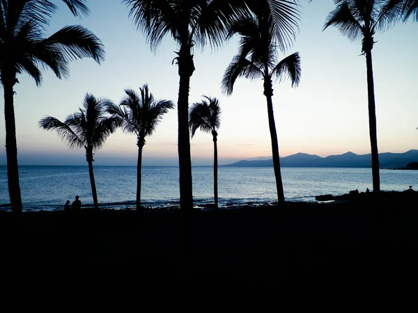 ヤシの木があるPuerto Del Carmen Lanzarote Canary Islands 旅と自然概念 — ストック写真