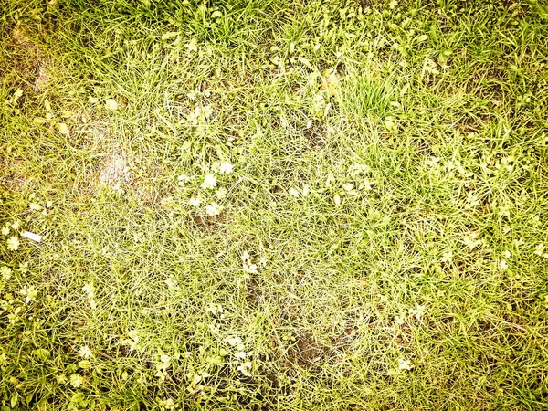 Grönt Gräs Som Natur Bakgrund Kopiera Utrymme Natur — Stockfoto