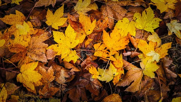 Gelbe Herbstblätter Als Hintergrund Der Natur Goldener Herbst Kopierraum — Stockfoto