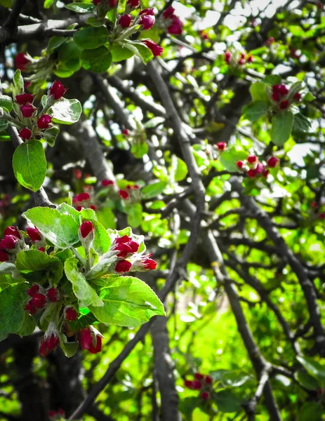 Primer Plano Flores Rojas Silvestres Manzano Los Árboles Que Florecen —  Fotos de Stock