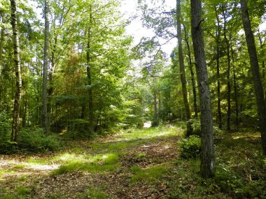 Vahşi orman manzarası. Yeşil orman güneşli bir günde, yaz mevsiminde. Güzel doğa Pomerania - Kuzey Polonya bölgesi.