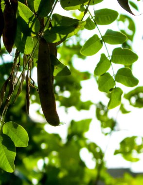Robinia Psödoacia Ağaç Kapsülleri 'ni kapatın. Robinia psödoacia yaygın olarak siyah çekirge olarak bilinir. Polonya doğası kavramı.
