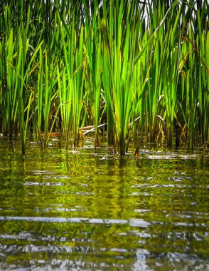 Göl suyundaki Typha tesisine yaklaş. Göl suyunda boşluk kopyala.
