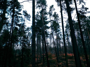 Kış tatilinden sonra orman tekrar uyanır. Bahar güneşi ağaçların arasından doğuyor Polonya doğası. Doğa konsepti. BW filtre tonu.