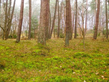 Baltık Denizi 'nin kıyı bölgesindeki çam ormanı. Tatiller ve turizm, Kuzey Polonya 'nın güzel doğası..