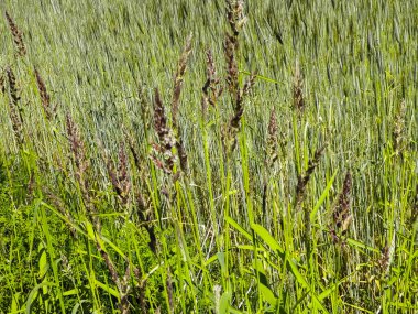 Poaceae 'ye (Meadow grass) yakın çekim. Doğa ve çiçek kavramı.