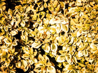 Euonymus Fortei doğa geçmişi olarak ayrılıyor. Bahçe işleri konsepti. Boşluğu kopyala.